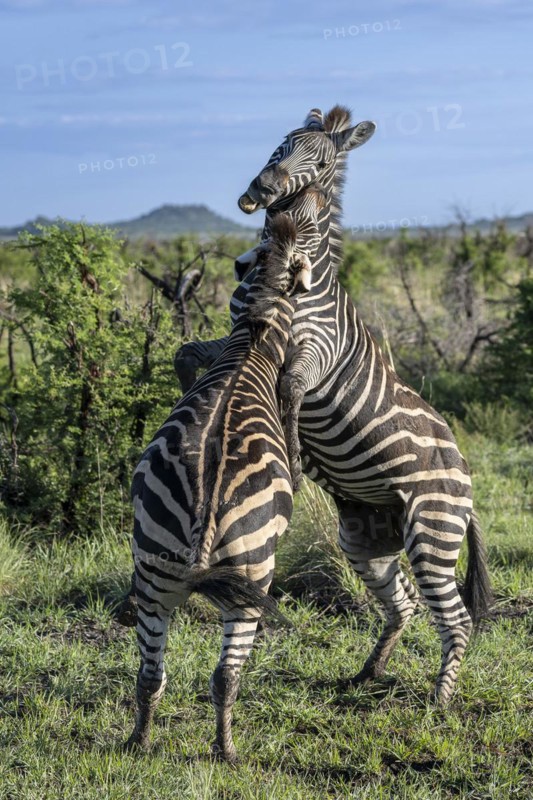 Plains zebra (Equus quagga) 2 stallions fighting, Madikwe Game Reserve, North West Province, South Africa, RSA, Africa