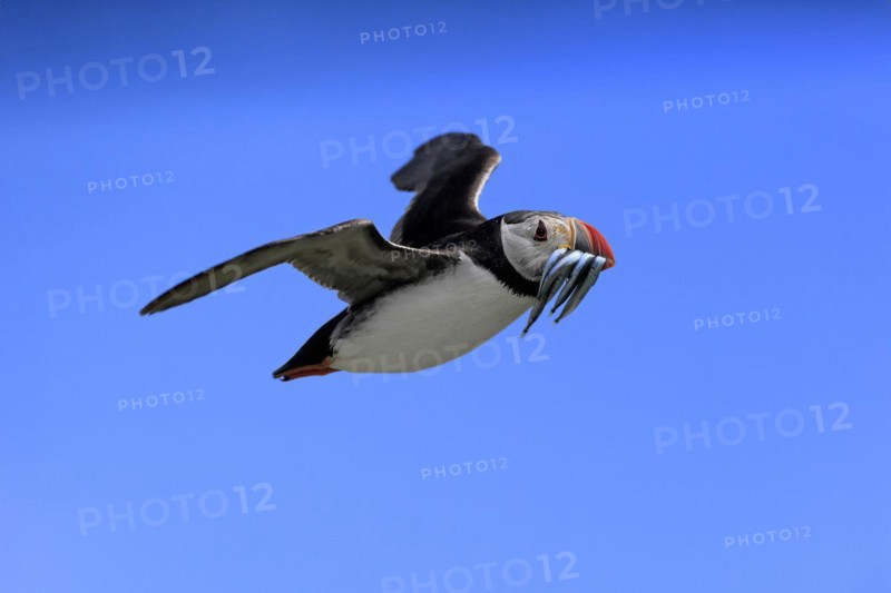 Puffin (Fratercula arctica), adult, flying, with sand eels, with food, Faroe Islands, England, Great Britain, Europe
