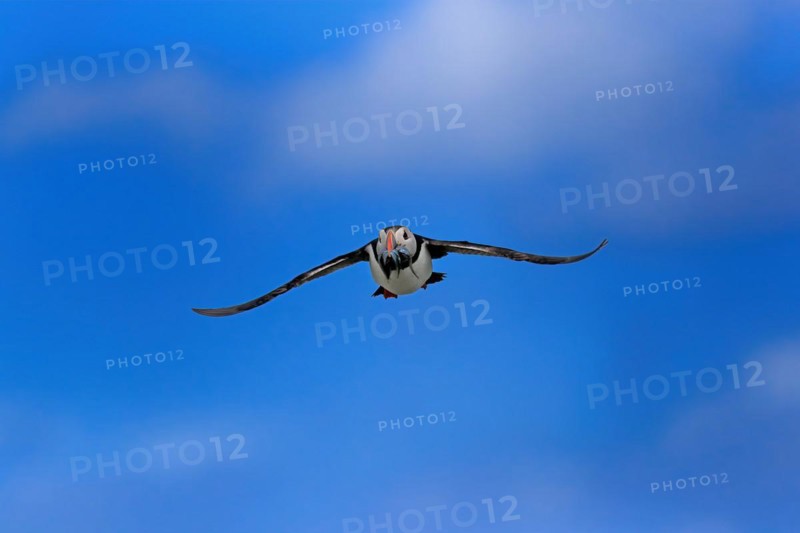Puffin (Fratercula arctica), adult, flying, with sand eels, with food, Faroe Islands, England, Great Britain, Europe