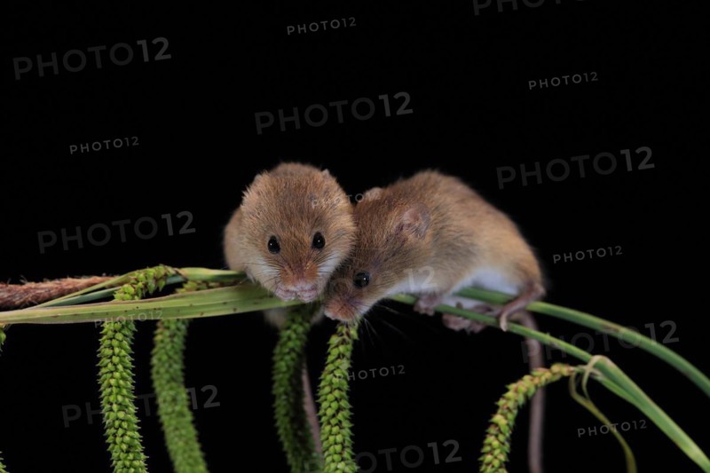 Eurasian harvest mouse (Micromys minutus), adult, two, pair, on plant stalks, spikes, foraging, at night, Scotland, Great Britain