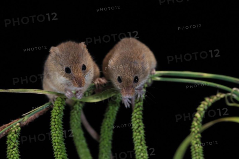 Eurasian harvest mouse (Micromys minutus), adult, two, pair, on plant stalks, spikes, foraging, at night, Scotland, Great Britain
