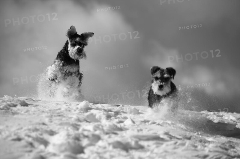 Two dogs playfully romping in the snow in monochrome, Amazing Dogs in the Nature