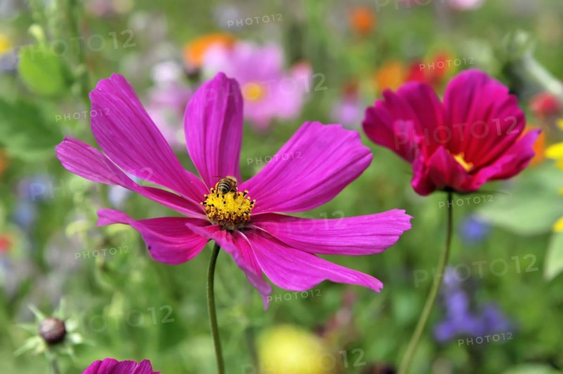 A pink flower with a yellow centre (Cosmea bipinnata), Cosmea, and an insect on the petals, surrounded by the flower field, Stuttgart, Baden-Wuerttemberg, Germany, Europe