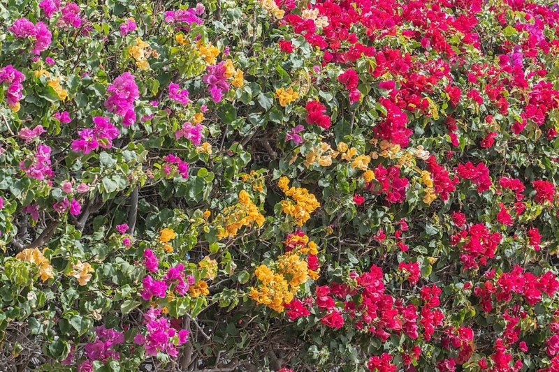 Bougainvillea, Lanzarote, Canary Islands, Spain, Europe