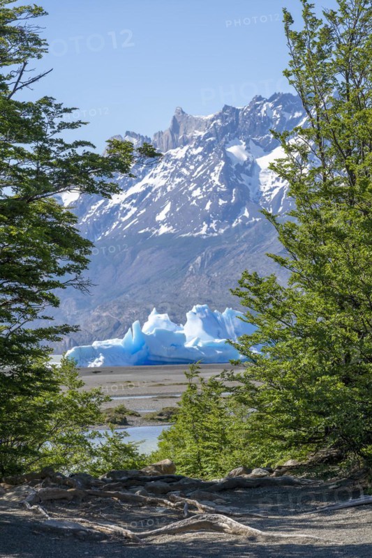 Riverside forest with view of iceberg on Lago Grey, Torres del Paine National Park, Parque Nacional Torres del Paine, Cordillera del Paine, Towers of the Blue Sky, Region de Magallanes y de la Antartica Chilena, Ultima Esperanza Province, UNESCO Biosphere Reserve, Patagonia, End of the World, Chile, South America