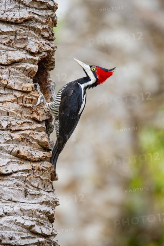 Crimson-crested woodpecker (Campephilus melanoleucos) Pantanal Brazil