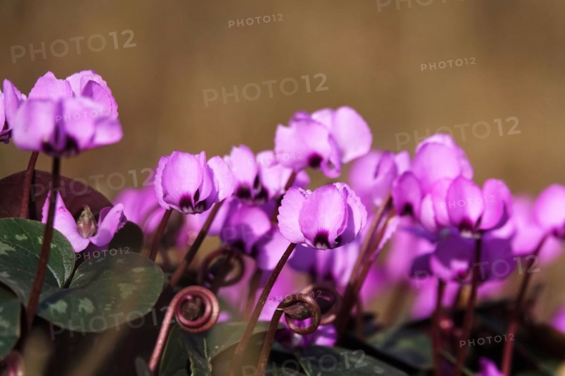 Wild cyclamen, February, Germany, Europe