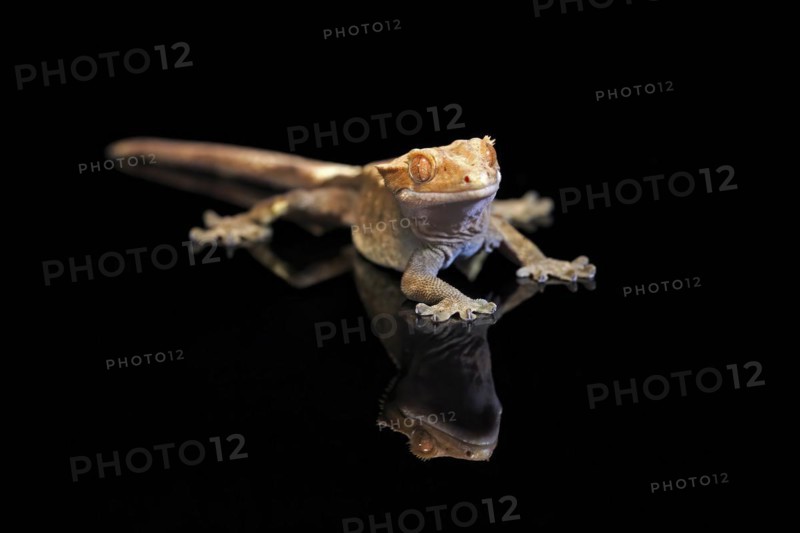 New Caledonian eyelash gecko (Correlophus ciliatus), adult, captive, New Caledonia, Oceania