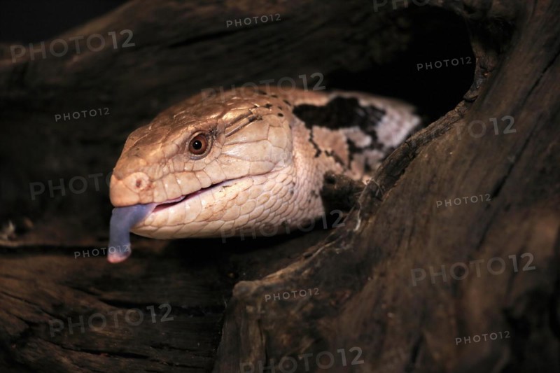 Indonesian blue-tongued skink (Tiliqua gigas), adult, portrait, on tree, captive, tongues, Indonesia, Asia