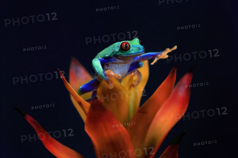 Red-eyed tree frog (Agalychnis callidryas), adult, on bromeliad, captive, Central America