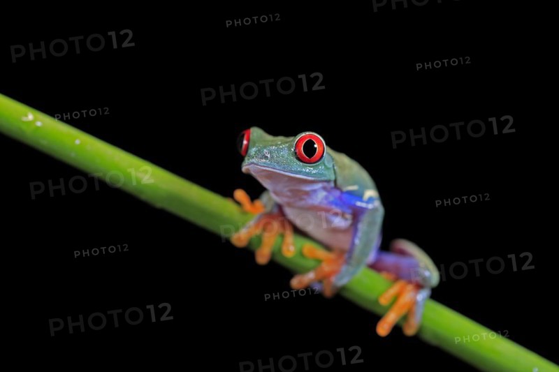 Red-eyed tree frog (Agalychnis callidryas), adult, on green stem, Aeonium, captive, Central America