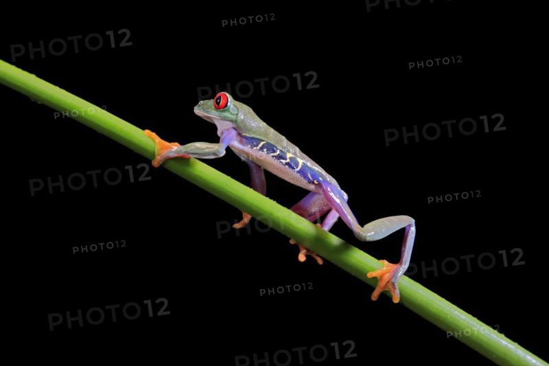 Red-eyed tree frog (Agalychnis callidryas), adult, on green stem, Aeonium, captive, Central America