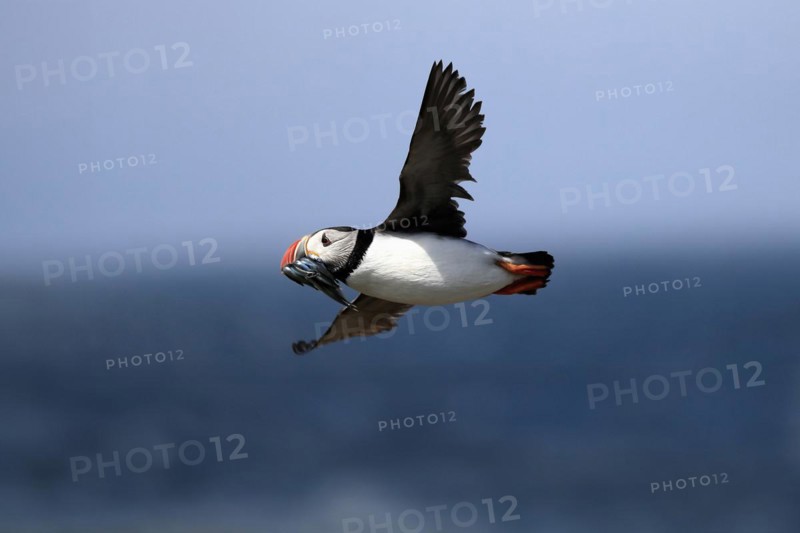 Puffin (Fratercula arctica), adult, flying, with sand eels, with food, Faroe Islands, England, Great Britain, Europe