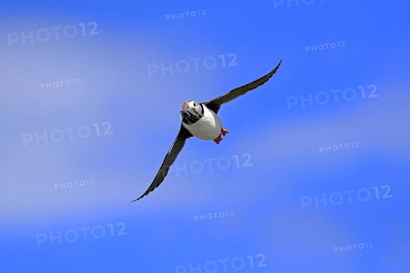 Puffin (Fratercula arctica), adult, flying, with sand eels, with food, Faroe Islands, England, Great Britain, Europe