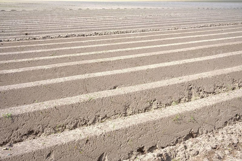 Ploughed farmland with straight furrows under a clear sky, close-up of the soil
