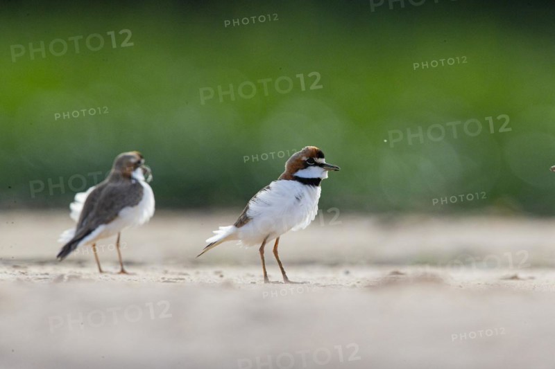 Slender-billed plover (Anarhynchus collaris) Pantanal Brazil