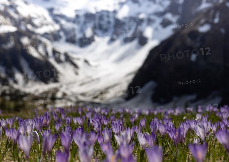 Crocuses (Crocus), spring, snow, meadow