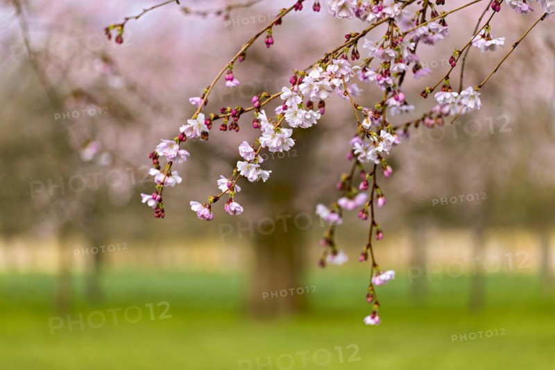 Pink cherry blossoms in focus with a blurred background of a tree and greenery, Prunus serrulata, japanese Cherry