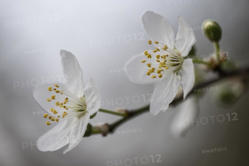 Myrobolane (Prunus cerasifera), blossom, Speyer, Rhineland-Palatinate, Germany, Europe