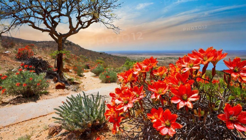 KI generated, The desert in Namaqualand blooms in August and September each year, Namibia, Africa