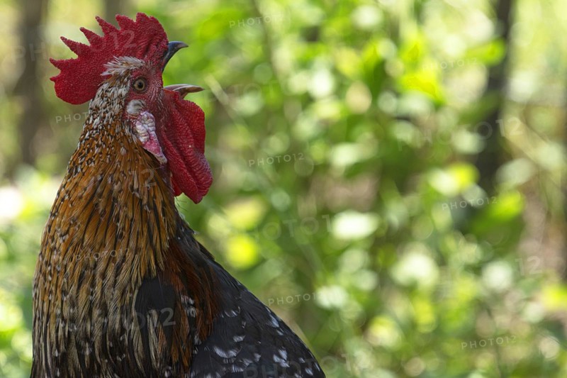Crowing rooster (Gallus) in the greenery of Mecklenburg-Vorpommern, Germany, Europe