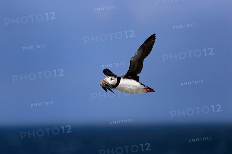 Puffin (Fratercula arctica), adult, flying, with sand eels, with food, Faroe Islands, England, Great Britain, Europe
