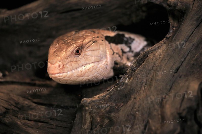 Indonesian blue-tongued skink (Tiliqua gigas), adult, captive, Indonesia, Asia