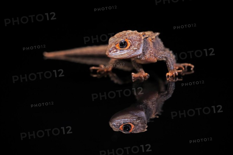 Red-eyed crocodile skink (Tribolonotus gracilis), adult, captive, New Guinea