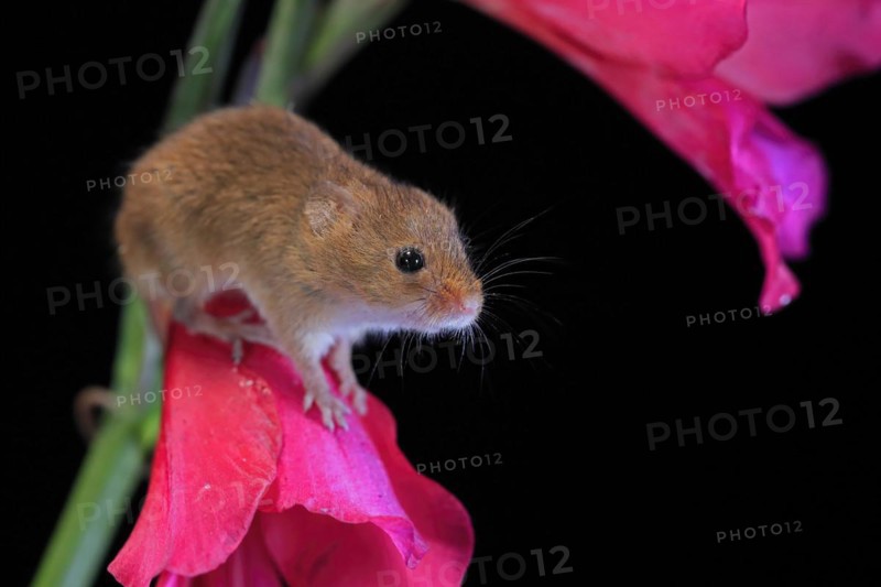 Eurasian harvest mouse (Micromys minutus), adult, on plant stem, flowering, foraging, at night, Scotland, Great Britain