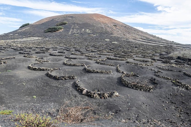 Lava landscape overgrown with lichens and succulents, in the background vineyards protected by dry stone walls, Lanzarote, Canary Islands, Spain, Europe
