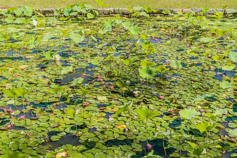 A tranquil pond covered in lily pads and scattered water lilies, in South Korea
