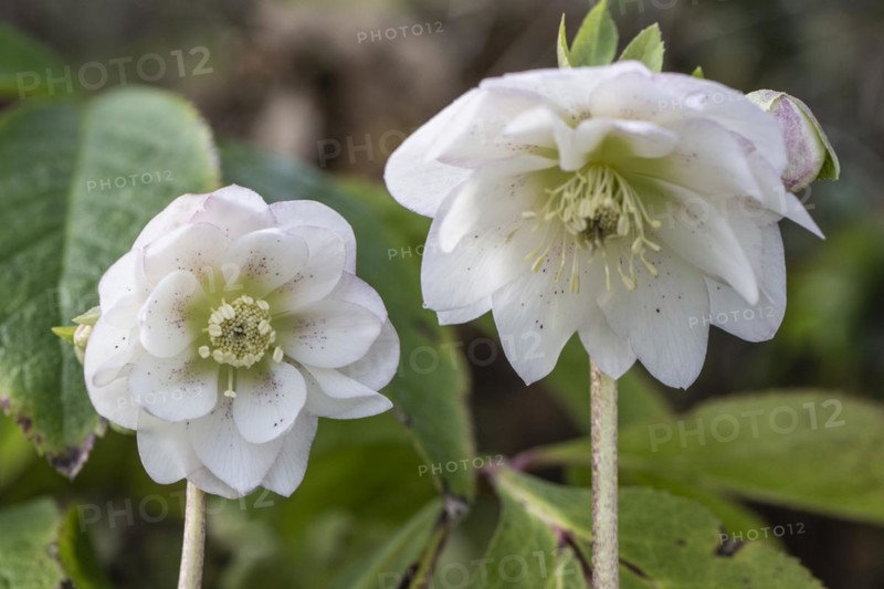 Double-flowered Lenzrose (Helleborus orientalis Hybride), Speyer, Rhineland-Palatinate, Germany, Europe