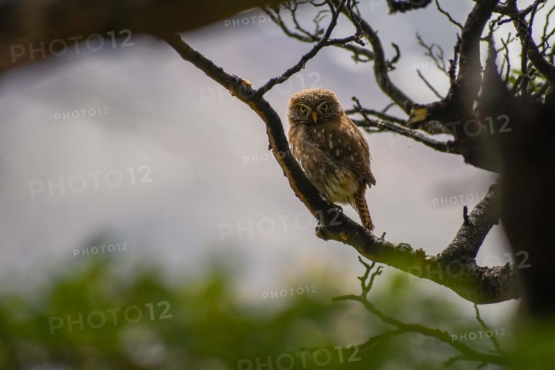 Australian pygmy owl (Glaucidium nana), seen in Perito Moreno National Park, Patagonia, Argentina, South America