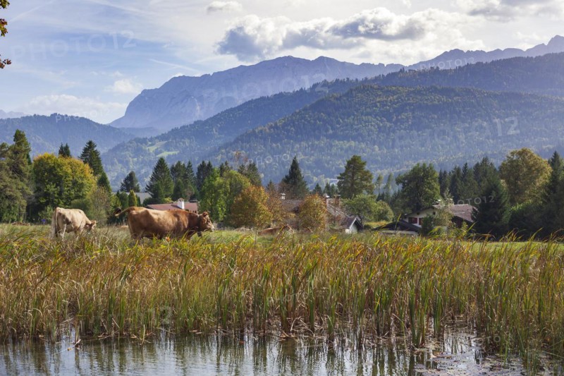 Wetterstein mountains with cows and pond in autumn, hiking trail Kramerplateauweg, Garmisch-Partenkirchen, Upper Bavaria, Bavaria, Germany, Europe