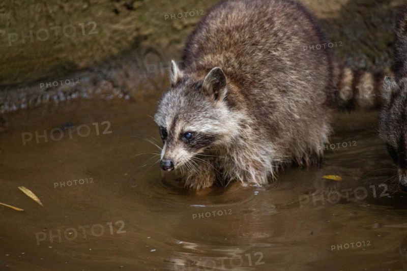 Raccoon in natural environment, close-up, portrait of the animal on Guadeloupe au Parc des Mamelles, in the Caribbean. French Antilles, France, Europe