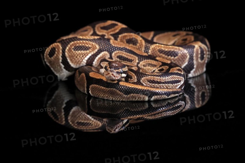 King python, (Python regius), adult, resting, captive, Central Africa, West Africa