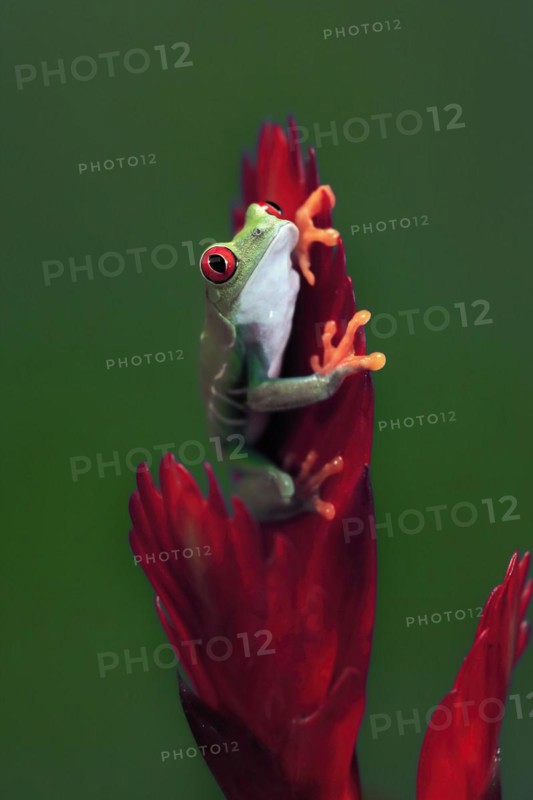Red-eyed tree frog (Agalychnis callidryas), adult, on bromeliad, captive, Central America