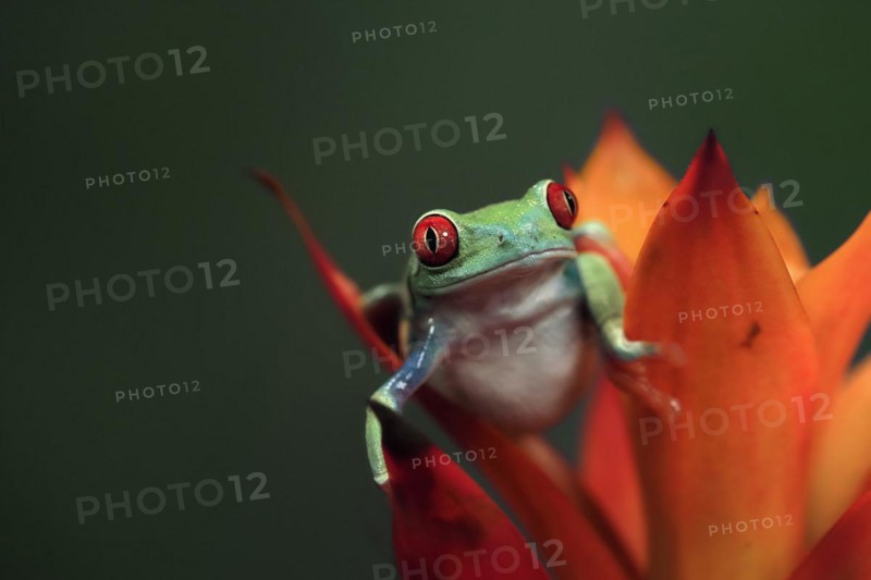Red-eyed tree frog (Agalychnis callidryas), adult, on bromeliad, captive, Central America