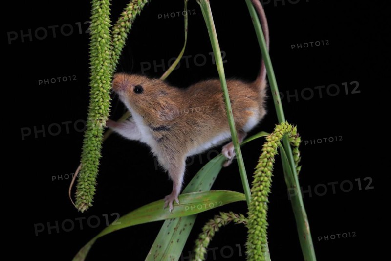 Eurasian harvest mouse (Micromys minutus), adult, on plant stalks, ears of corn, foraging, at night, Scotland, Great Britain