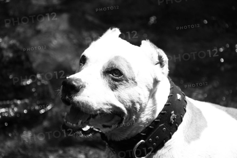 Intense close-up of a dog with water in the background, Amazing Dogs in the Nature