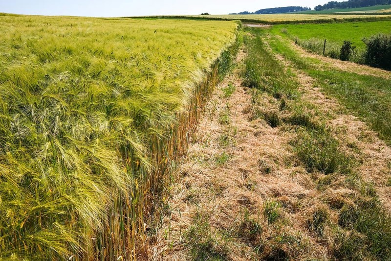 A country lane borders a barley field under a wide blue sky