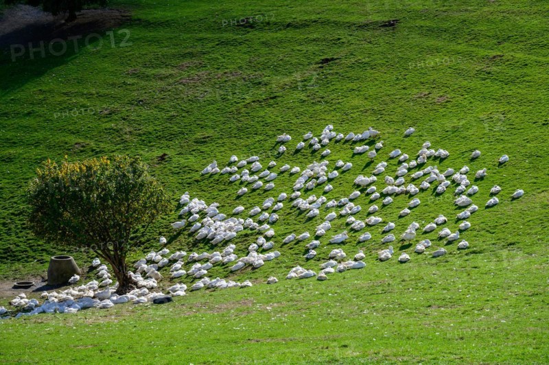 Domestic geese on a sunny, green hill next to a single tree, Wuelfrath, Mettmann, Bergisches Land, North Rhine-Westphalia