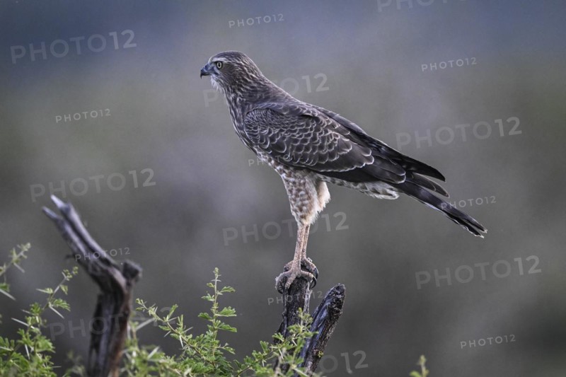 Silver Singing Goshawk, also known as pale chanting goshawk (Melierax canorus) juvenile, Madikwe Game Reserve, North West Province, South Africa, RSA, Africa