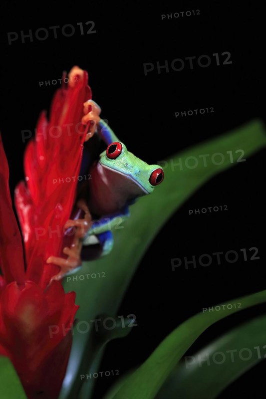 Red-eyed tree frog (Agalychnis callidryas), adult, on bromeliad, captive, Central America