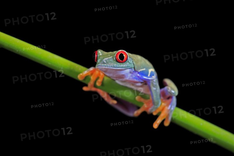 Red-eyed tree frog (Agalychnis callidryas), adult, on green stem, Aeonium, captive, Central America