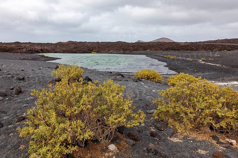 Water basin at Playa de Montana Bermeja, vore Desfontaines yoke leaf (Zygophyllum fontanesii), volcanic landscape, Lanzarote, Canary Island, Spain, Europe