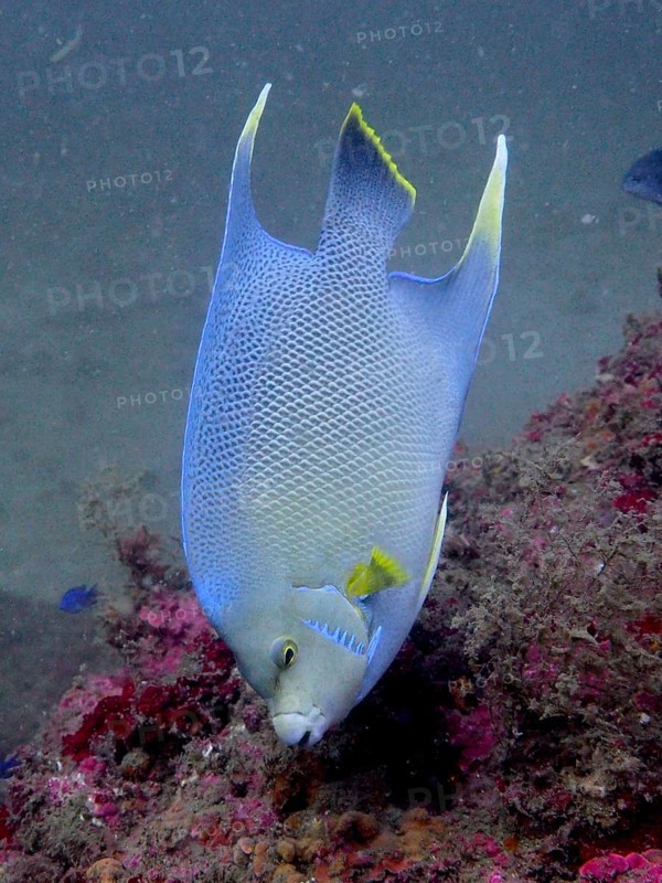Bermuda angelfish (Holacanthus bermudensis), angelfish, dive site Anna's Reef, Destin, Panhandle, Gulf of Mexico, Florida, USA, North America