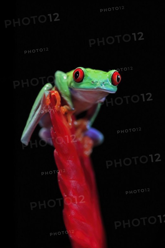 Red-eyed tree frog (Agalychnis callidryas), adult, on bromeliad, captive, Central America