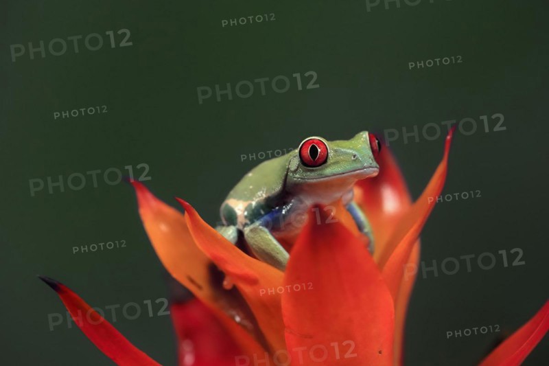 Red-eyed tree frog (Agalychnis callidryas), adult, on bromeliad, captive, Central America