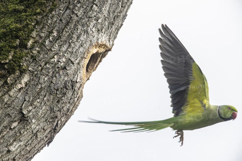 Rose-ringed parakeet (Psittacula krameri), flying, Speyer, Rhineland-Palatinate, Germany, Europe